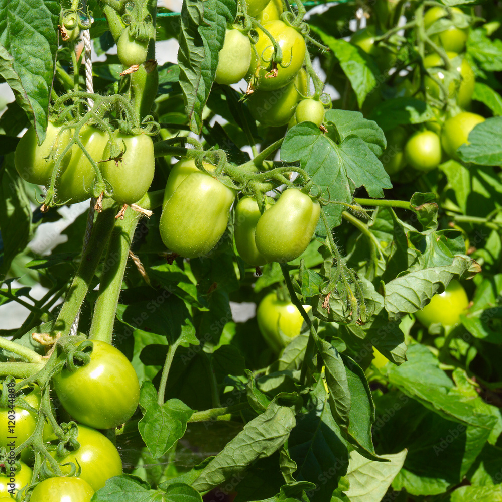 Green tomatoes garden