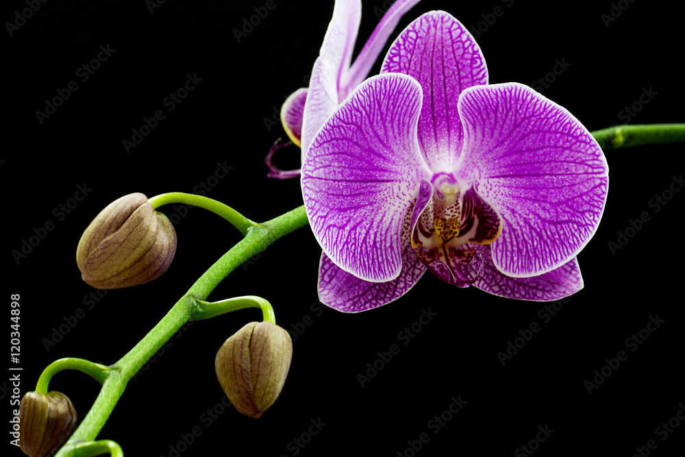 Obraz premium Purple orchid isolated