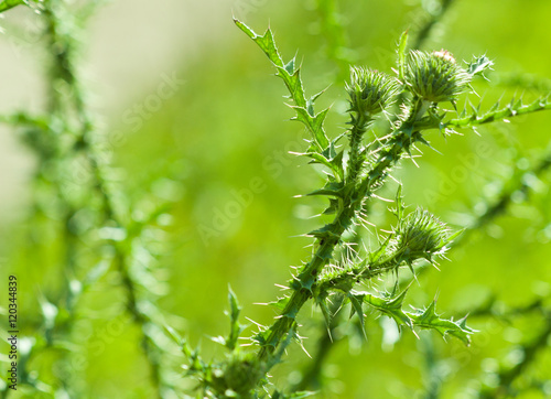 Thistle plant closeup