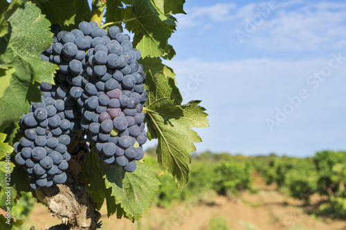 Grapes in the vineyard