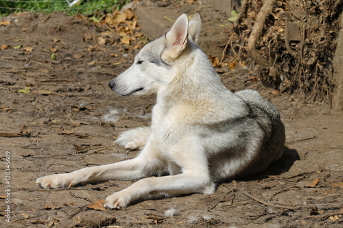 Siberian Husky I