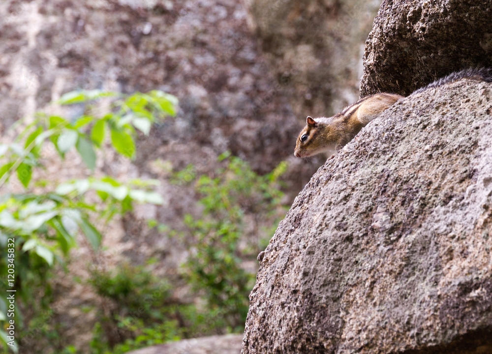 Obraz premium Chipmunk Tamias Sibiricus