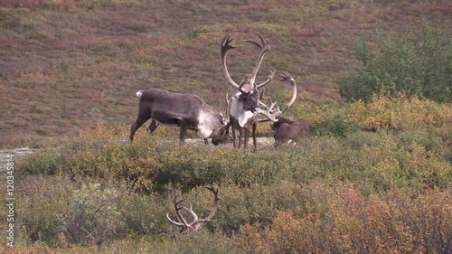 Caribou Bulls in Velvet