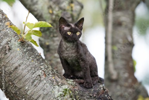 black devon rex kitten portrait outdoors