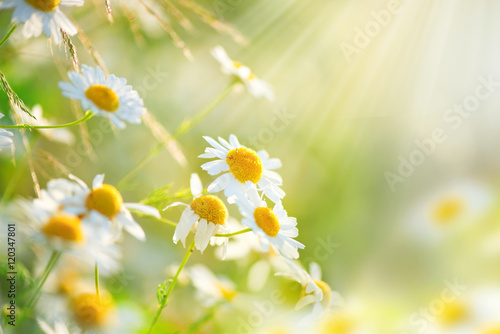 Chamomile field flowers border. Beautiful nature scene with blooming medical chamomilles © Subbotina Anna