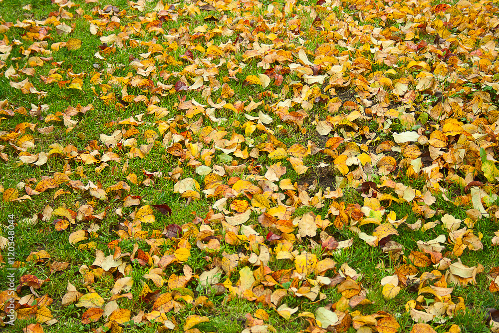 Obraz premium Apple leaves autumn