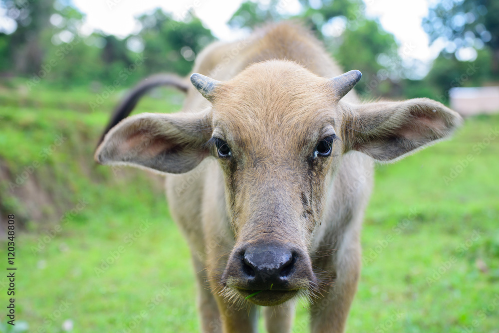 Young buffalo in the field of grass looking at Photographer. Young buffalo in the field of grass looking at Photographer.