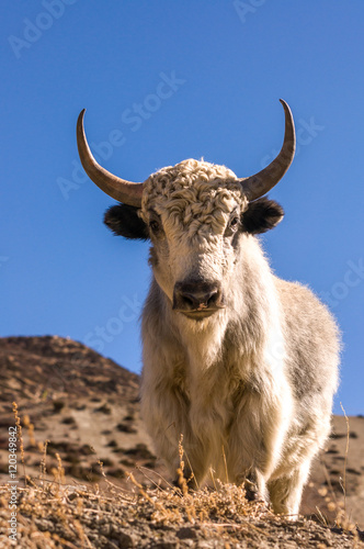 Yak in Nepal
