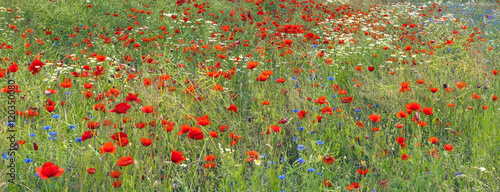 Blossoming wild flowers