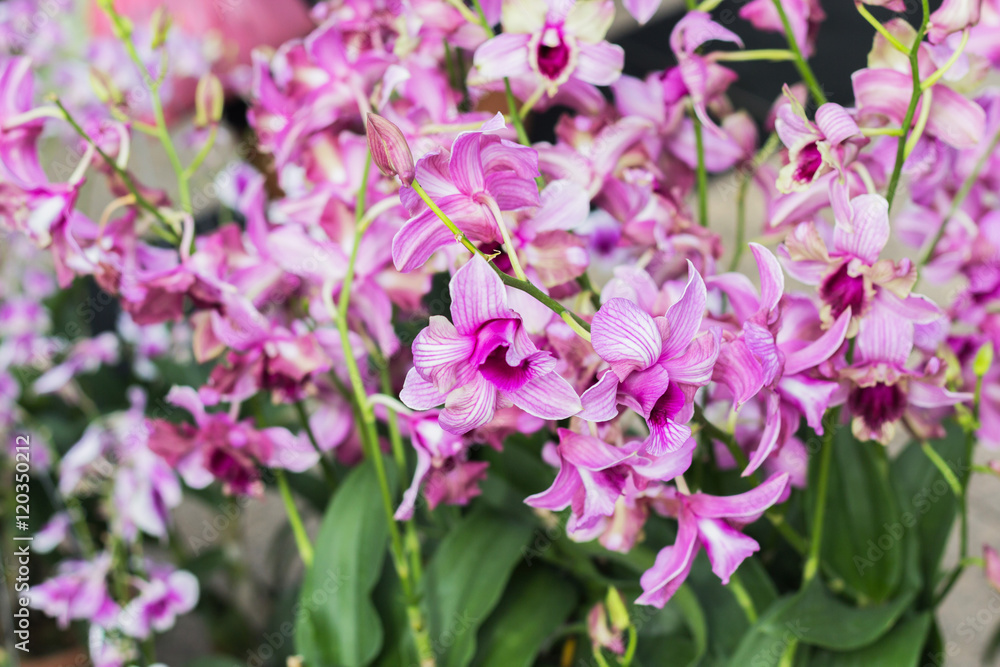 Beautiful orchid garden, outdoor background Beautiful orchid garden, outdoor background