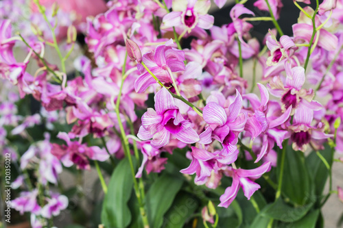 Beautiful orchid garden, outdoor background © phonrat