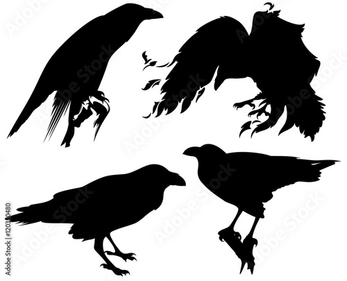 raven birds black vector silhouette set