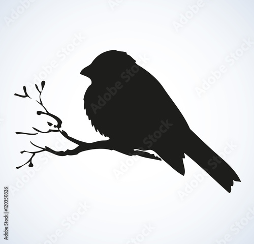 Vector drawing. Tit