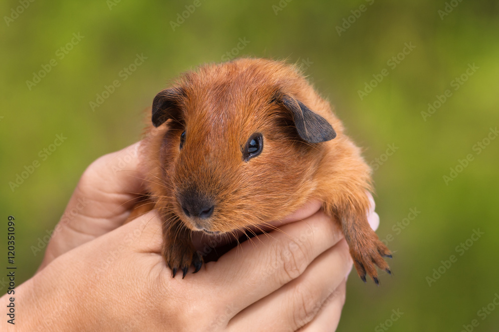 hands holding guinea pig hands holding guinea pig