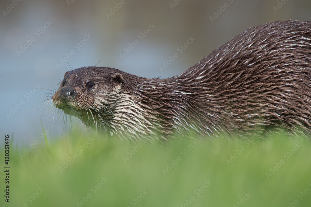 European Otter (Lutra Lutra)/Otter in thick green grass at the edge of a lake European Otter (Lutra Lutra)/Otter in thick green grass at the edge of a lake