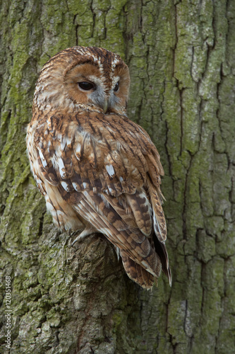 Tawny Owl (Strix Aluco)/Tawny Owl perched in large Oak Tree