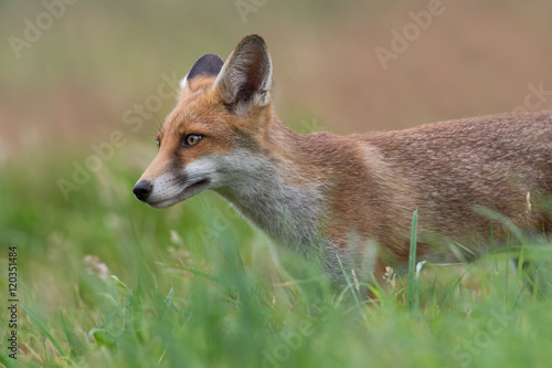 Red Fox (Vulpes Vulpes)/Red Fox in a summer meadow at the edge of a forest © davemhuntphoto