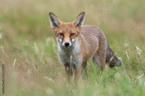 Red Fox (Vulpes Vulpes)/Red Fox in a summer meadow at the edge of a forest © davemhuntphoto