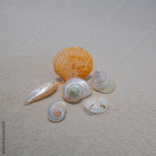 Muscheln auf Sand