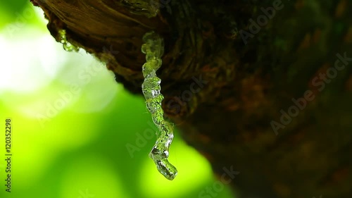 Spiral transparent cherry resin with green sunny, shiny and vivid background on windy day