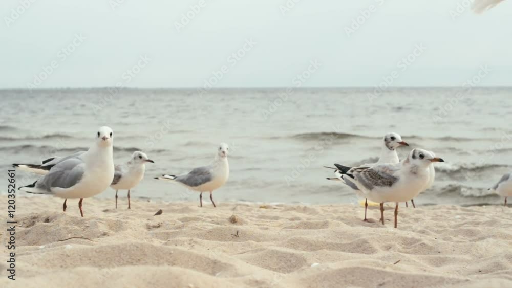 Feeding seagulls on the shore of the Black Sea. They fight for a piece of bread. Feeding seagulls on the shore of the Black Sea. They fight for a piece of bread.