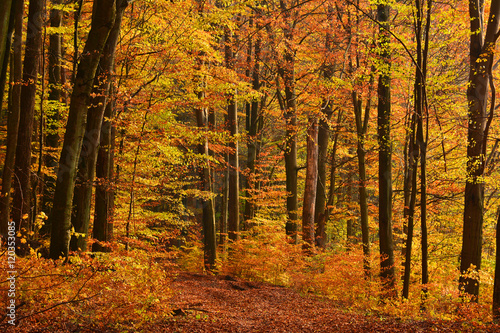 Fototapeta Naklejka Na Ścianę i Meble -  Autumn landscape with road in forest