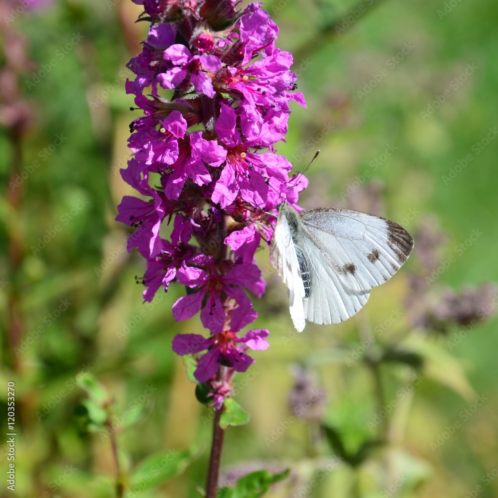Naklejka premium Schmetterling auf rosa Blüten - Kohlweißling
