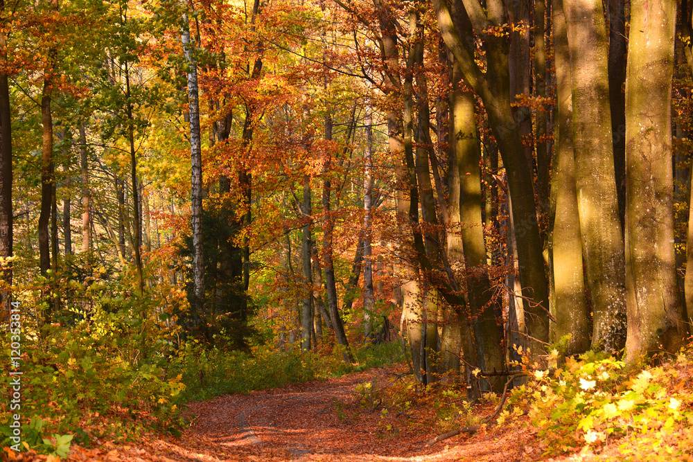 Autumn landscape with road in forest