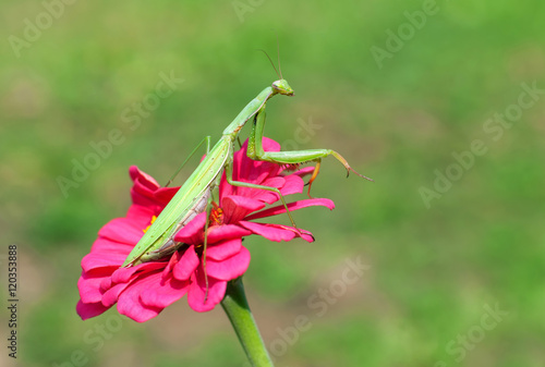 Praying mantis on a flower © Soru Epotok