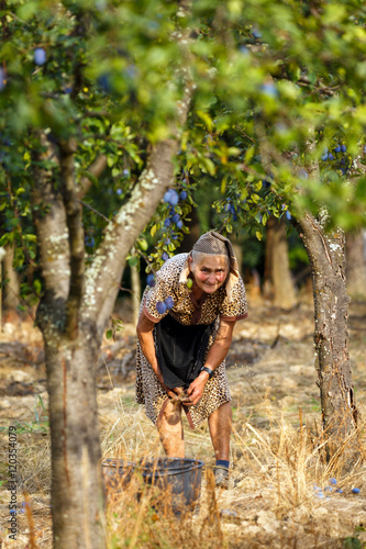 Senior farmer woman harvesting plums