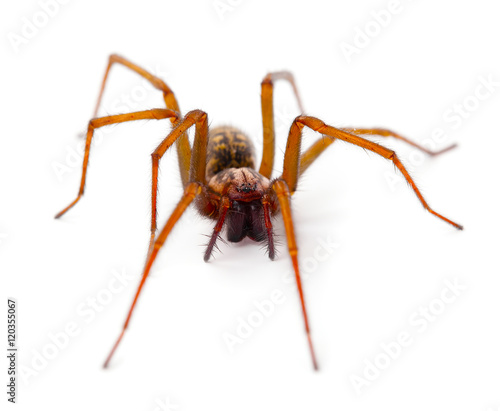 Spider on a white background
