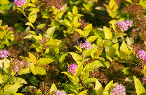 Purple japanese meadowsweet in autumn 2 photo