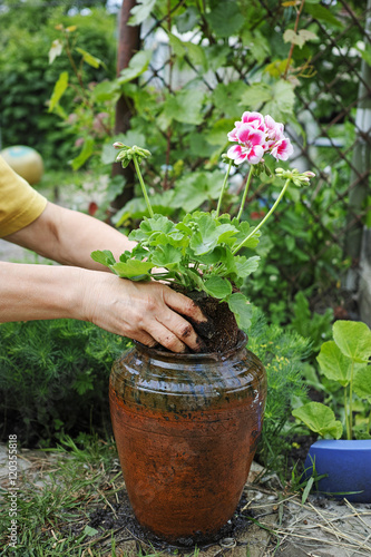 Fototapeta Naklejka Na Ścianę i Meble -  Geranium in the hands for planting in a pot