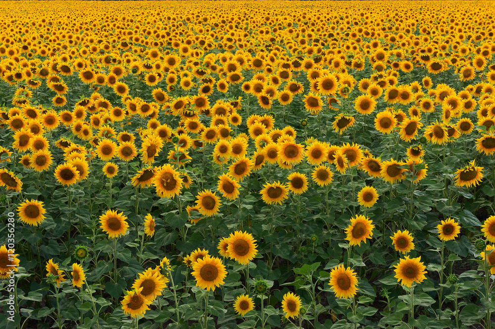 Bluming sunflowers field Bluming sunflowers field