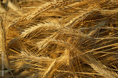 A lot of rye ears