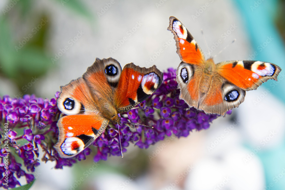 Obraz premium The European Peacock butterflies on buddleja davidii (summer lilac) flowers