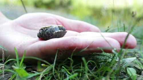 Close up of baby turtle photo