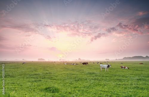 cows on pasture at sunrise