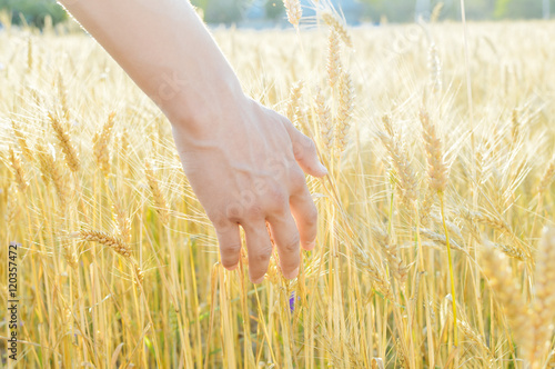 Farmer checking on wheat ears in the hand. closeup, harvest concept background