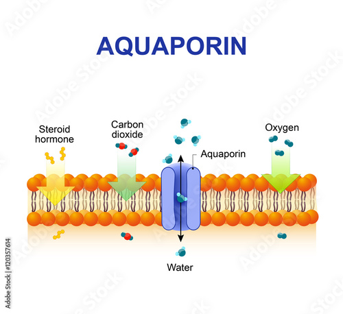 Aquaporin is integral membrane proteins photo