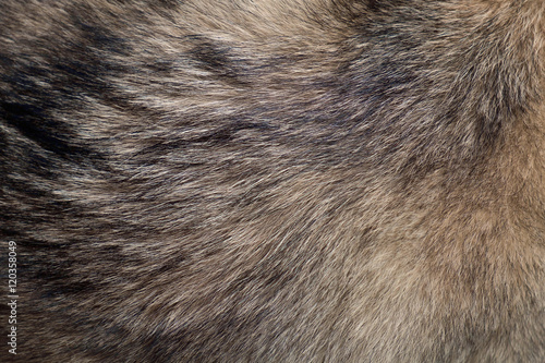 Fur of wolf / Abstract texture background of fur of wolf.