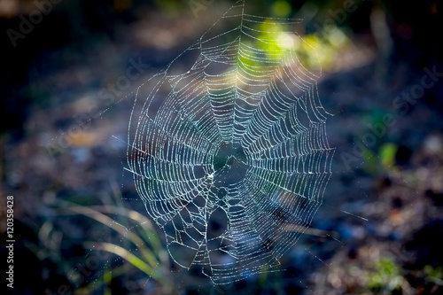 web in dew