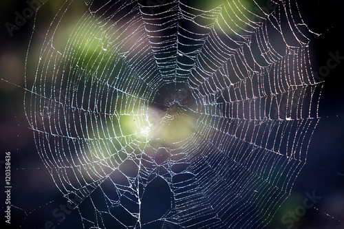 web in mornig dew in forest