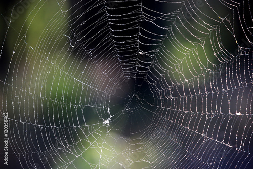 wet web in morning forest