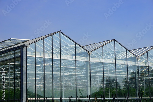 Glass greenhouses for vegetables and fruits with reflection of trees and sky © rannica