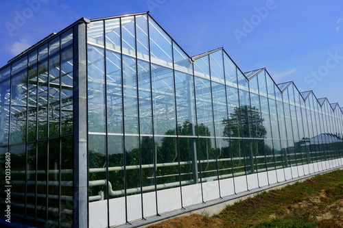 Glass greenhouses for vegetables and fruits with reflection of trees and sky