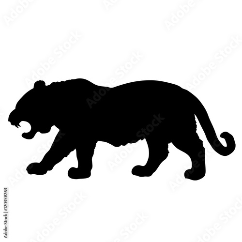 Fototapeta Naklejka Na Ścianę i Meble -  Snarling tiger with huge tusks 