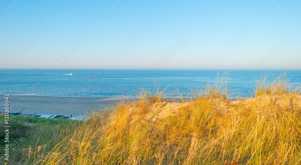 Sand dunes in the light of sunrise in summer