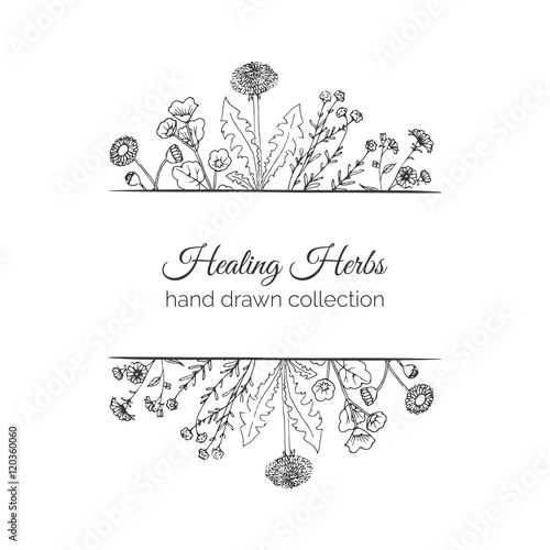 Holistic Medicine. Healing Herbs Illustration.