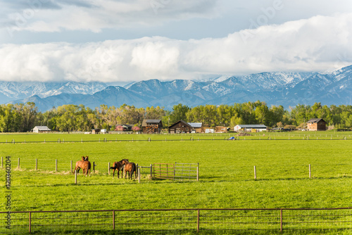 Fototapeta Naklejka Na Ścianę i Meble -  Two horse couples interacting in rural farm with mountains and clouds in Montana